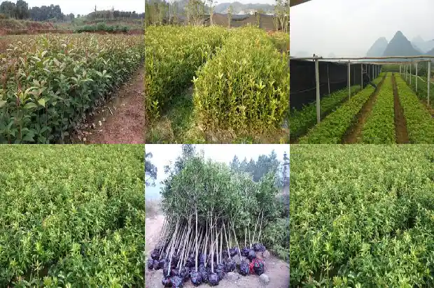 粉色的桂花叫什么品种1686184824514