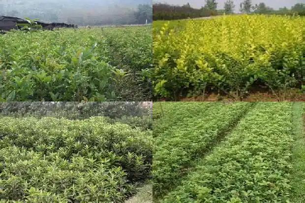 桂花的花色是什么1686184849586