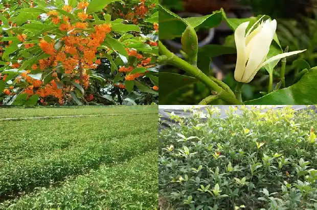 桂花的花色是什么1686184849633