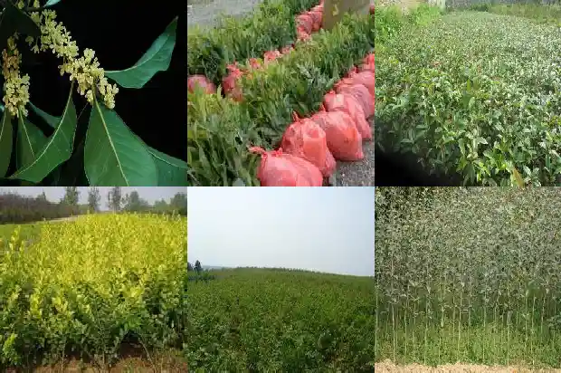 桂花有红色嘛还是绿色1686184891608