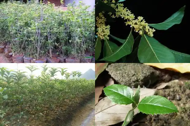 桂花有红色嘛还是绿色1686184891655