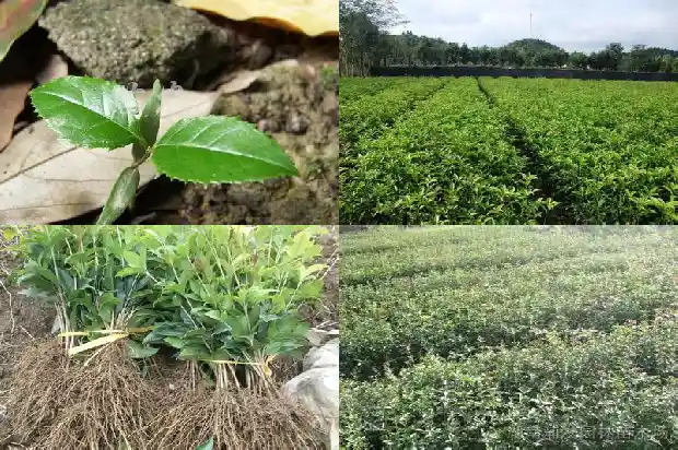 月桂跟桂花1686184916568