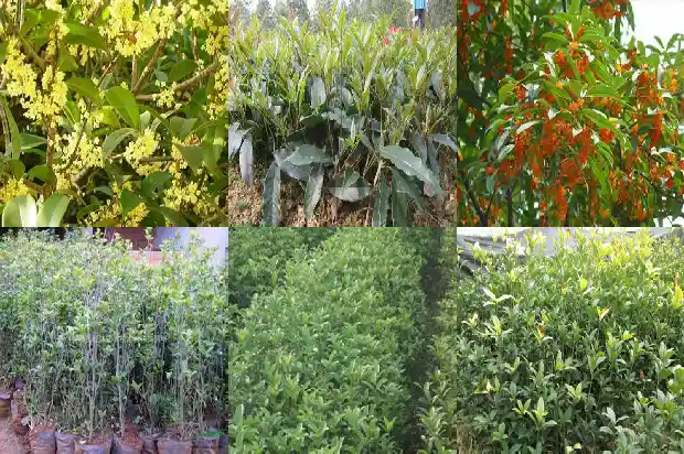 月桂桂花特点1686184957313