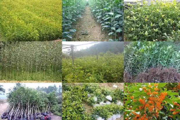 月桂桂花特点1686184957361