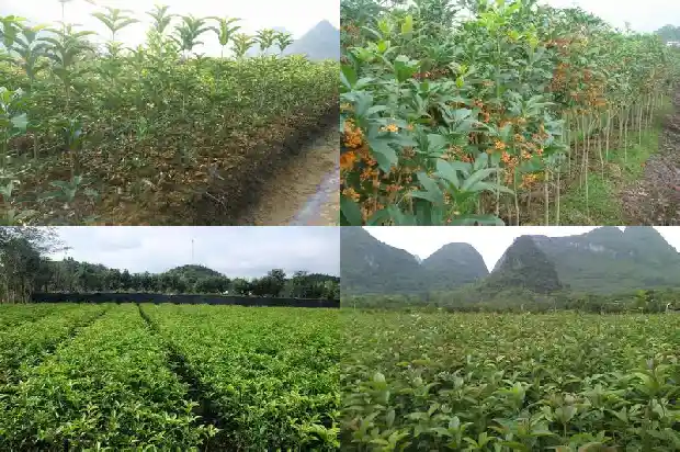 野生桂花几月份开花1689985836427