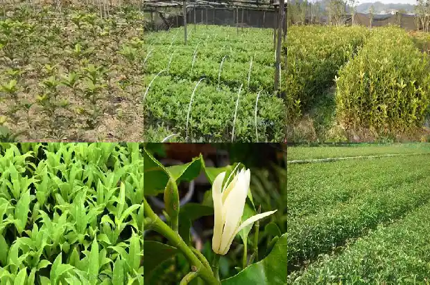 桂花是不是桂花树1686185000977