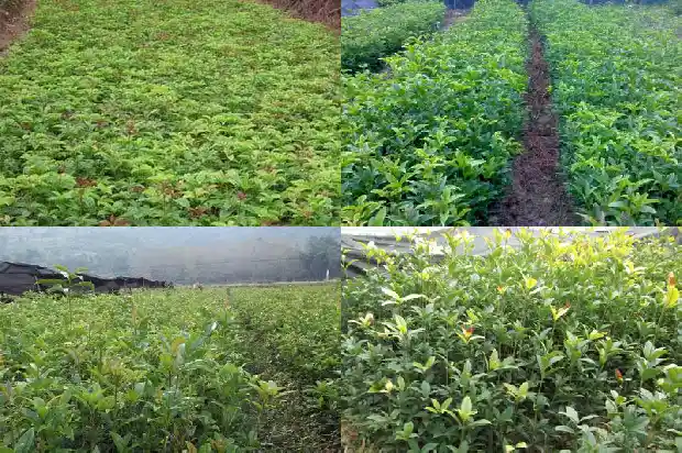 桂花是不是桂花树1686185001072