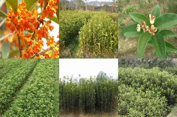桂花是不是桂花树1686185001119