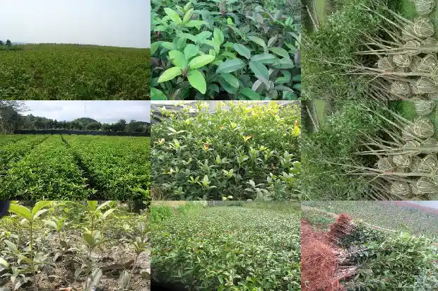 桂花是不是桂花茶1686185022459