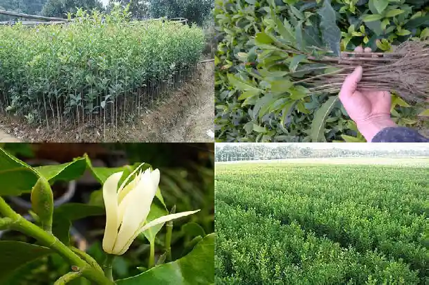 桂花是不是桂花茶1686185022507