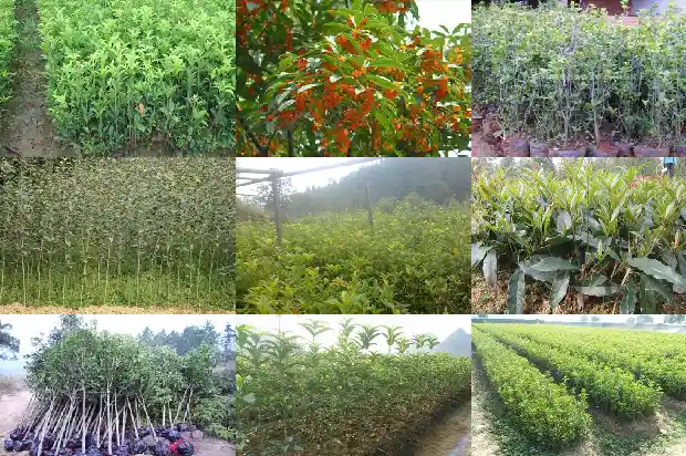 桂花什么时候种比较好呢北方1688606420384