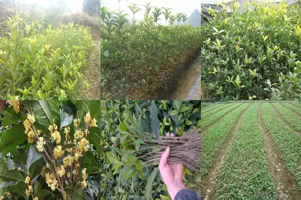 月季桂花树好吗怎么养护呢1686185065384