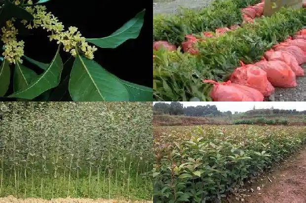 月季桂花树好吗怎么养活的1686185088174
