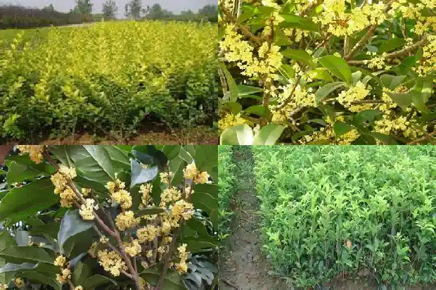 月季桂花树好吗怎么养活的1686185088269