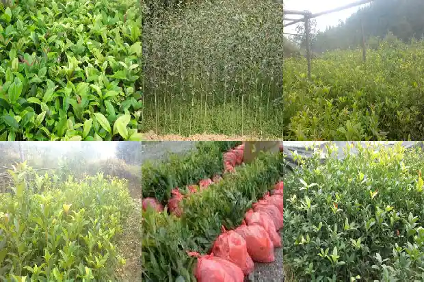 十月份可以种桂花树吗1686185108337