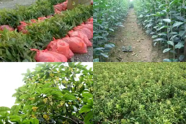 十月份可以种桂花树吗1686185108385