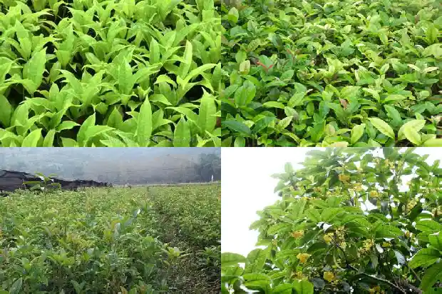 月季桂花树好吗耐寒吗冬天开花吗1686185128597