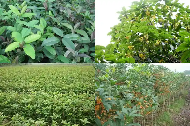 月季桂花树好吗耐寒吗冬天开花吗1686185128645