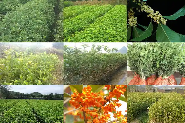 月季桂花树好吗耐寒吗冬天开花吗1686185128692