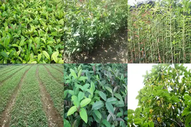 月季桂花树好吗耐寒吗冬天开花吗1686185128739