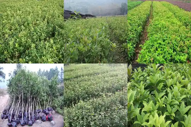 桂花树可以过冬吗1686185144312