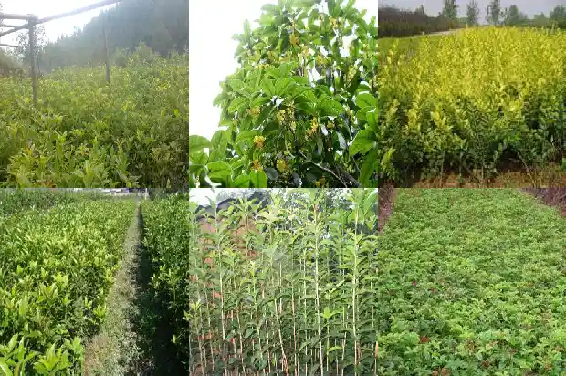 桂花树可以过冬吗1686185144358