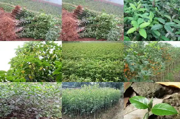 四季桂花树耐寒吗多少度1686185179923