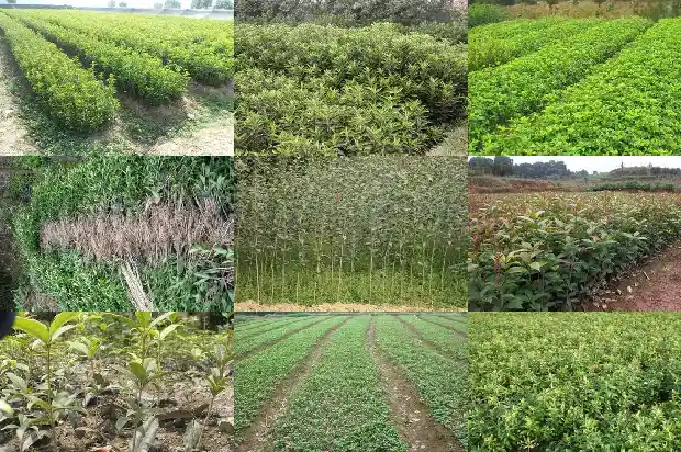 四季桂花树耐寒吗多少度1686185179970