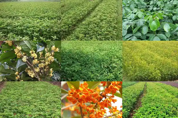 四季桂花树耐寒吗多少度1686185180018