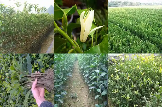 四季桂花抗寒吗1686185197540