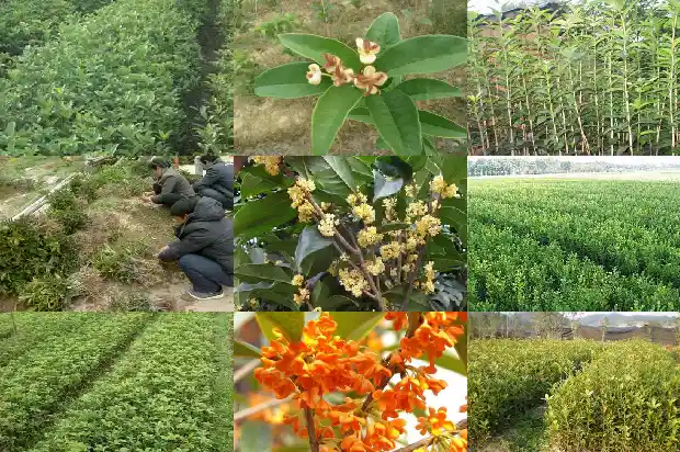 桂花的品种及价格介绍大全1689985639505