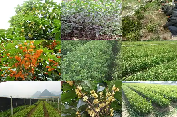 盆栽桂花耐寒吗多少度1686185236887