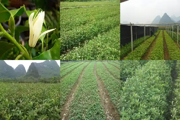 盆栽桂花耐寒吗多少度1686185236935