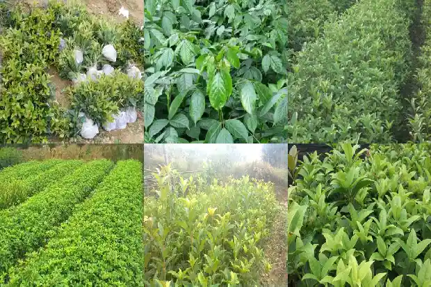 盆栽桂花耐寒吗多少度1686185236983