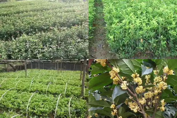 盆栽桂花怕冷吗1686185269955