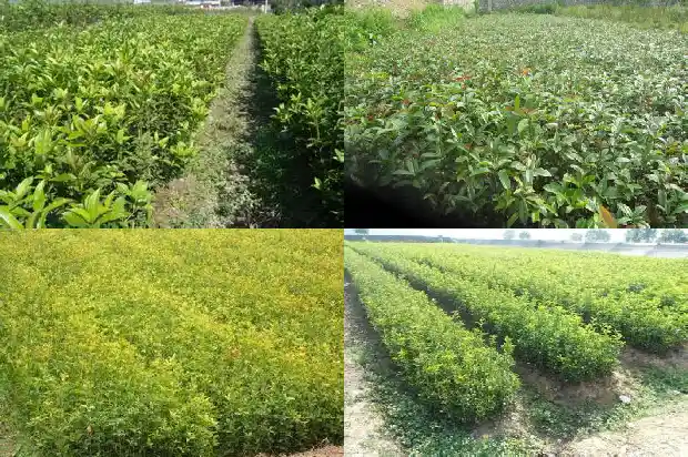 什么品种的桂花树最耐寒最好养1686185287918