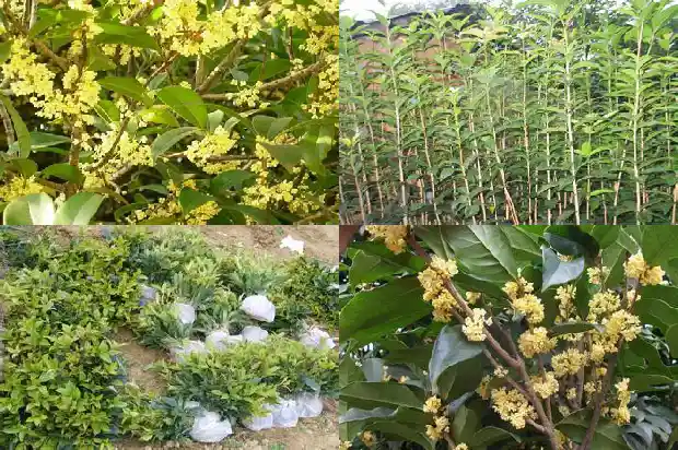 什么品种的桂花树最耐寒最好养1686185287965