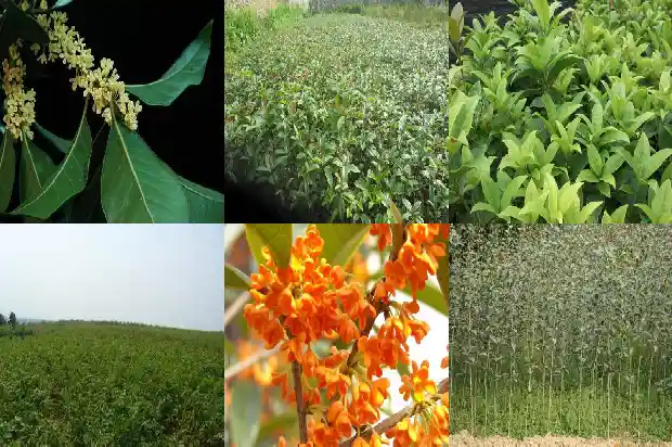 什么品种的桂花树最耐寒最好养1686185288013