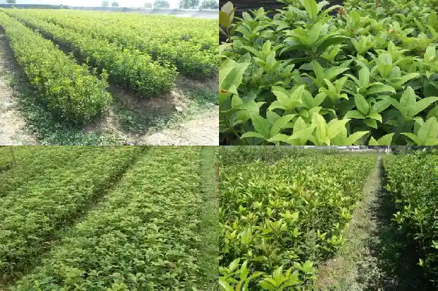 什么品种的桂花树最耐寒最好1686185295645