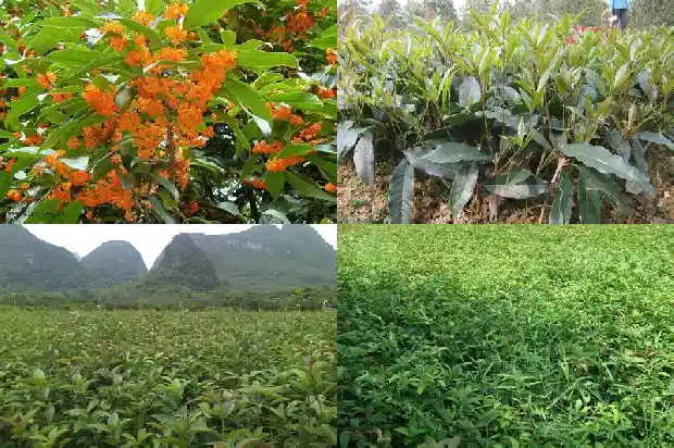 桂花和月季花能一起喝吗有毒吗1686185303262