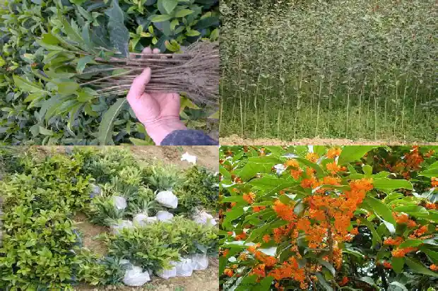 桂花和石斛花能一起喝不1686185313113