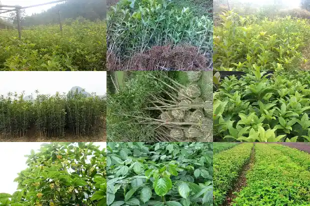 桂花和石斛花能一起喝不1686185313161