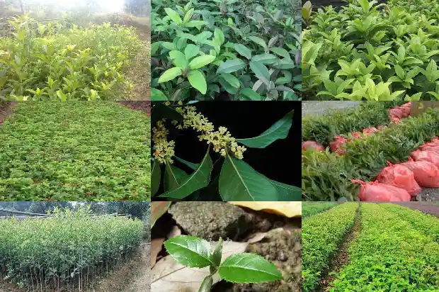 桂花和玫瑰花可以一起喝吗1686185322849