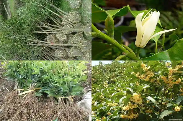 桂花和玫瑰花可以一起喝吗1686185322897