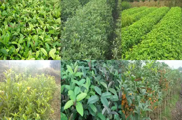 桂花和玫瑰花可以一起喝吗1686185322945