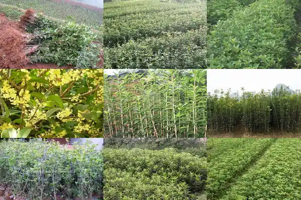 月月桂花可以吃吗1686185333036