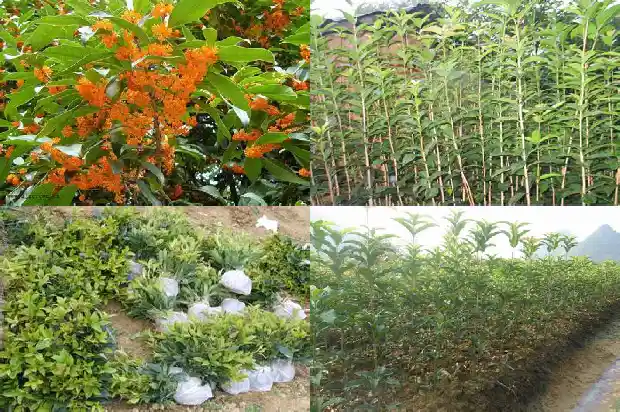 四川桂花树苗价格多少一棵1689985809142
