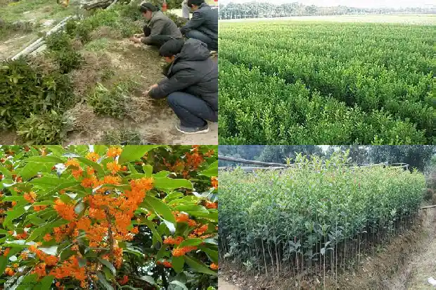 20厘米八月桂花树价格是多少1689640677204