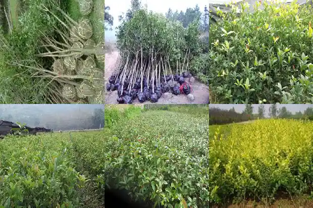 月桂花与玫瑰花区别1686185354811