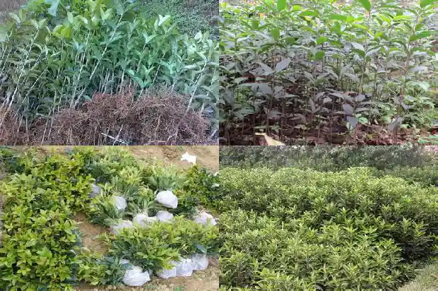 月桂花与玫瑰花区别1686185354859